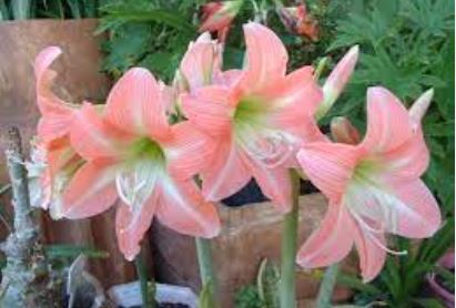 Amaryllis Bellisimo