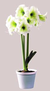 Amaryllis Baby Doll