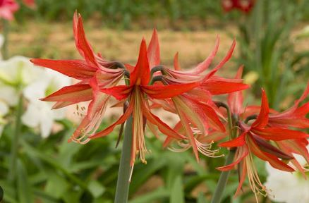 Amaryllis Sumatra