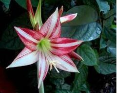 Amaryllis 'Striped Panther'