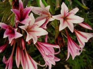 Crinum Lily, Veld Lily