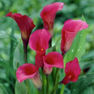 Zantedeschia, Calla Lily Galaxy