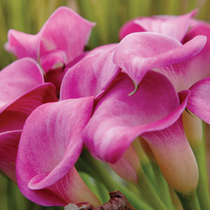 Zantedeschia, Calla Lily Pacific Pink