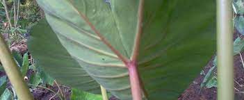Colocasia, Elephant Ear, Taro Kai Kea