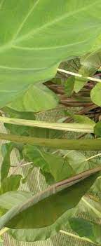 Colocasia, Elephant Ear, Taro Lehua Maoli