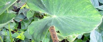 Colocasia, Elephant Ear, Taro Lehua Keokeo