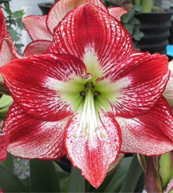 Amaryllis Flamengo