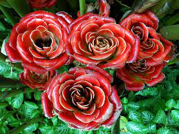 Etlingera Species, Malay Rose