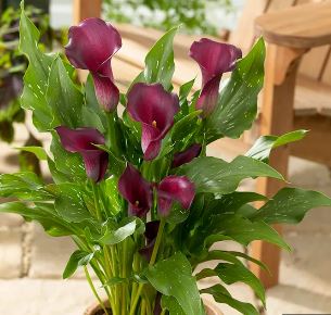 Zantedeschia, Calla Lily Captain Reno