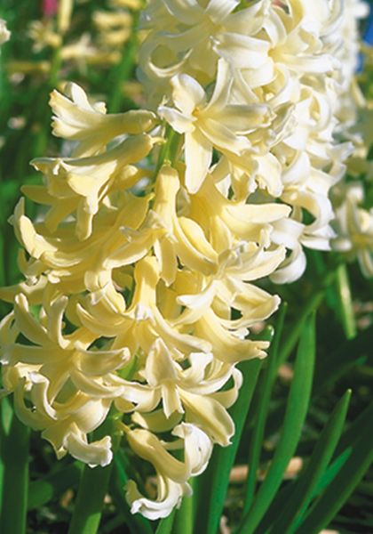 Hyacinthus, Heirloom Dutch Hyacinth Prins Hendrik