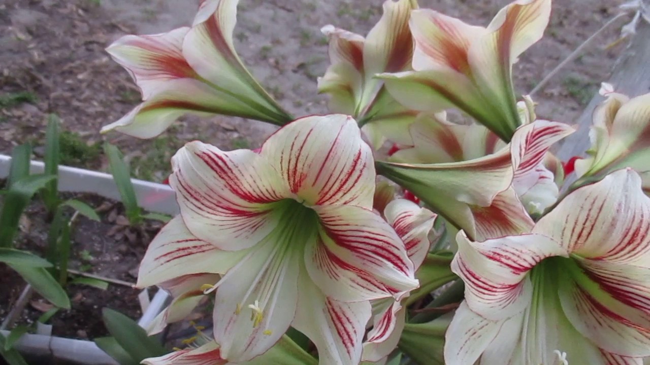 Amaryllis Ambiance