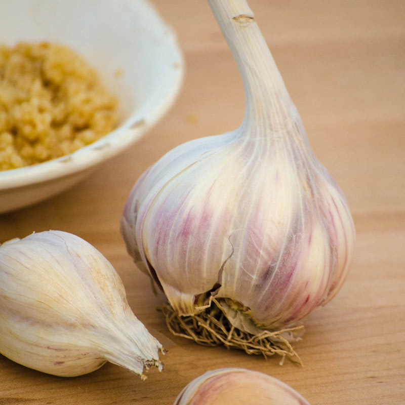 Allium, Hardneck Garlic, Serpent Garlic Music