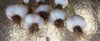 Allium, Softneck Garlic Susanville
