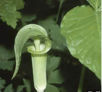 Arisaema Species, Blumes Cobra Lily, Intermediate Jack-in-the-Pulpit