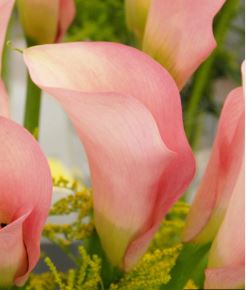 Zantedeschia, Calla Lily Auckland