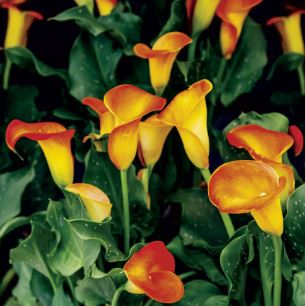 Zantedeschia, Calla Lily Selina