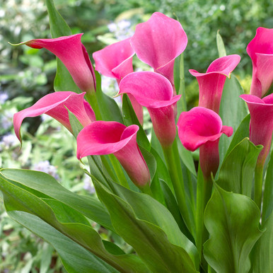 Zantedeschia, Calla Lily Lipstick