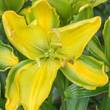 Zantedeschia, Calla Lily Yellow Parrot