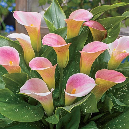 Zantedeschia, Calla Lily Captain Corona