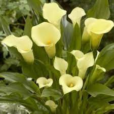 Zantedeschia, Calla Lily Captain Cupido