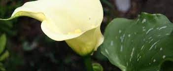Zantedeschia, Calla Lily Captain Eskimo
