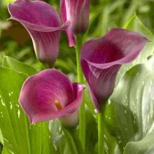 Zantedeschia, Calla Lily Captain Rivera