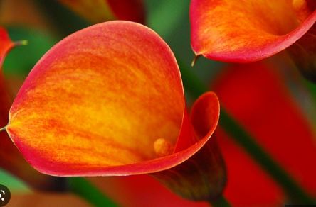 Zantedeschia, Calla Lily Captain Safari