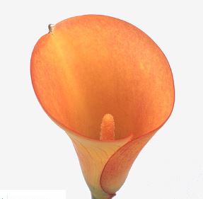 Zantedeschia, Calla Lily Captain Tendens