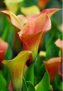 Zantedeschia, Calla Lily Captain Amigo
