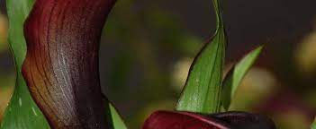 Zantedeschia, Calla Lily Captain Palermo