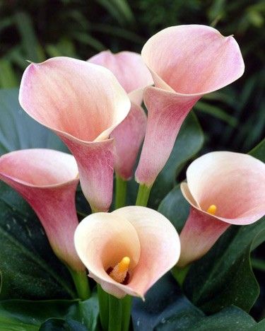 Zantedeschia, Calla Lily Captain Rodin