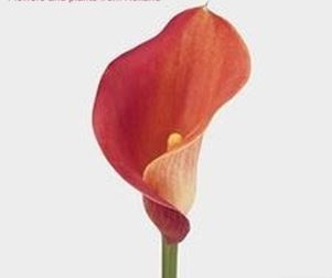 Zantedeschia, Calla Lily Woody Woodpecker