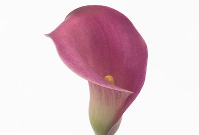 Zantedeschia, Calla Lily Valentino