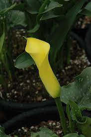 Zantedeschia, Calla Lily Serrada