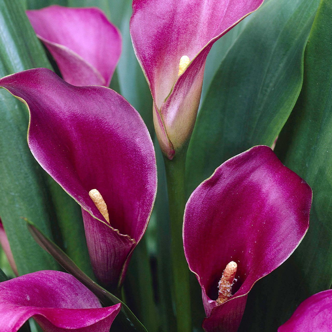 Zantedeschia, Calla Lily Sensation
