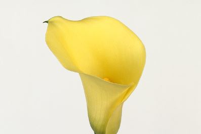 Zantedeschia, Calla Lily Saturnus