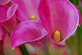 Zantedeschia, Calla Lily Rubylite Rose