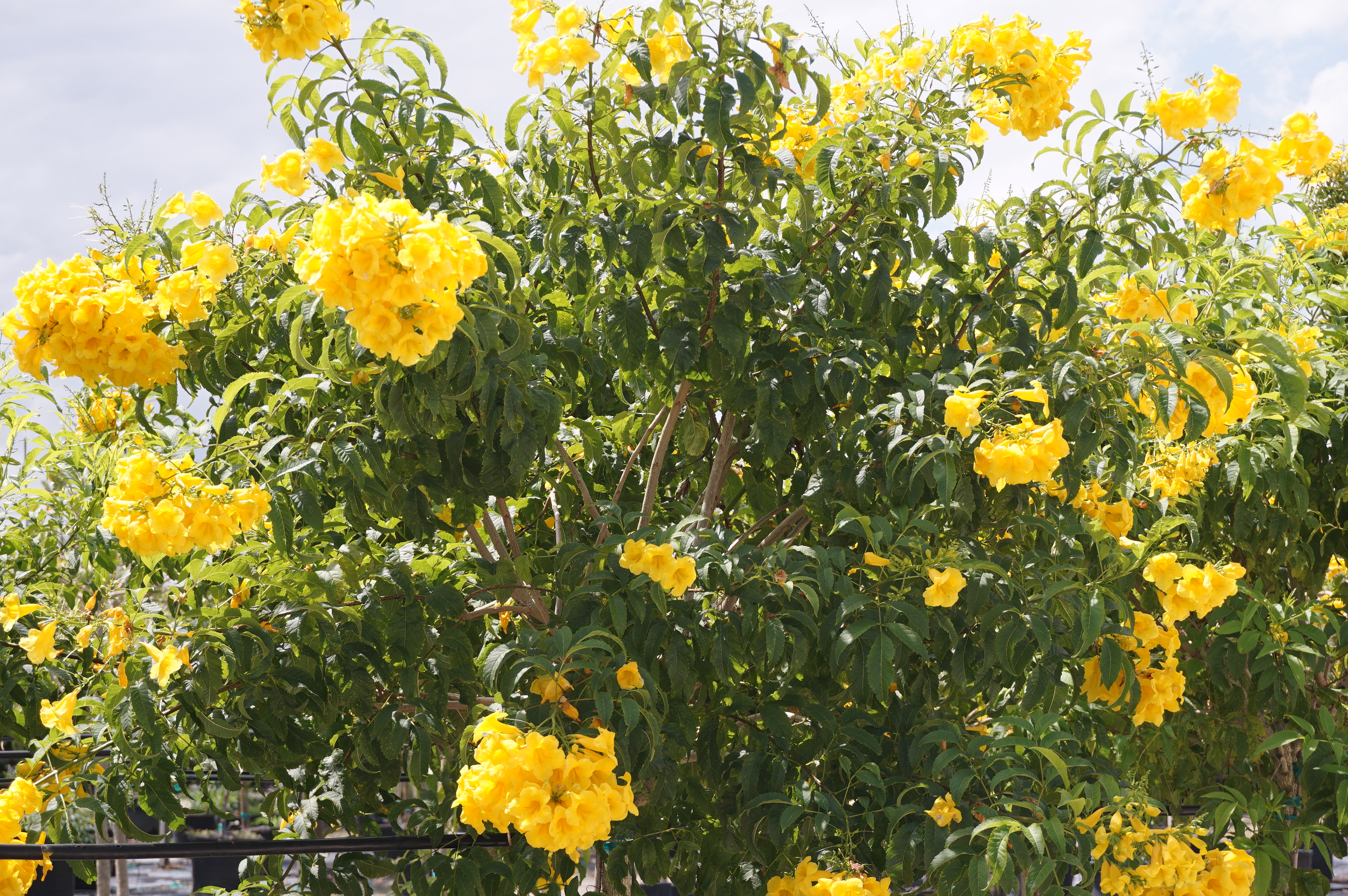 Yellow Sunny Bell