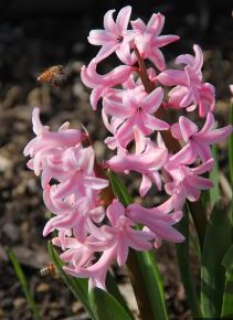 Hyacinthus, Dutch Hyacinth Rose of Naples