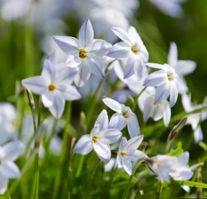 Ipheion, Spring Starflower Greystone White