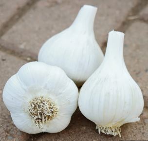 Allium, Garlic Georgian Fire