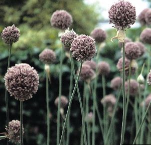 Allium, Garlic Russian Giant