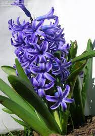 Hyacinthus, Dutch Hyacinth Bismarck
