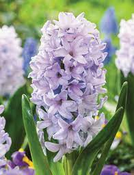 Hyacinthus, Dutch Hyacinth City of Bradford