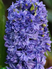 Hyacinthus, Dutch Hyacinth Isabelle