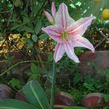 Hippeastrum Species, Amaryllis