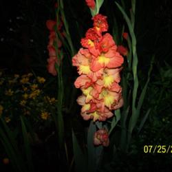 Gladiolus Theresa