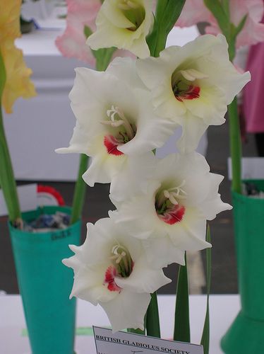 Gladiolus Flevo Dancer