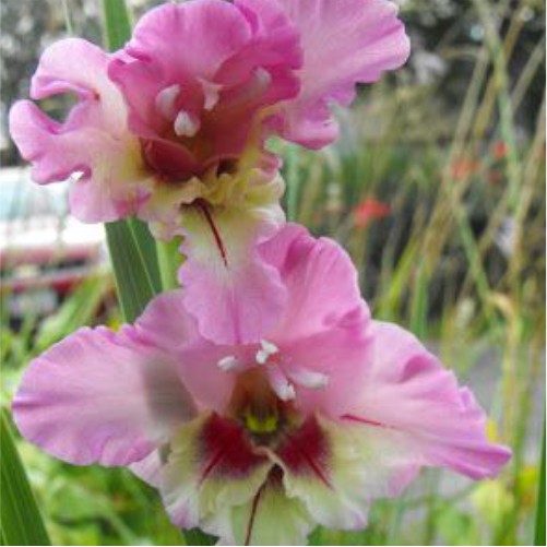 Gladiolus Flevo Frizzle