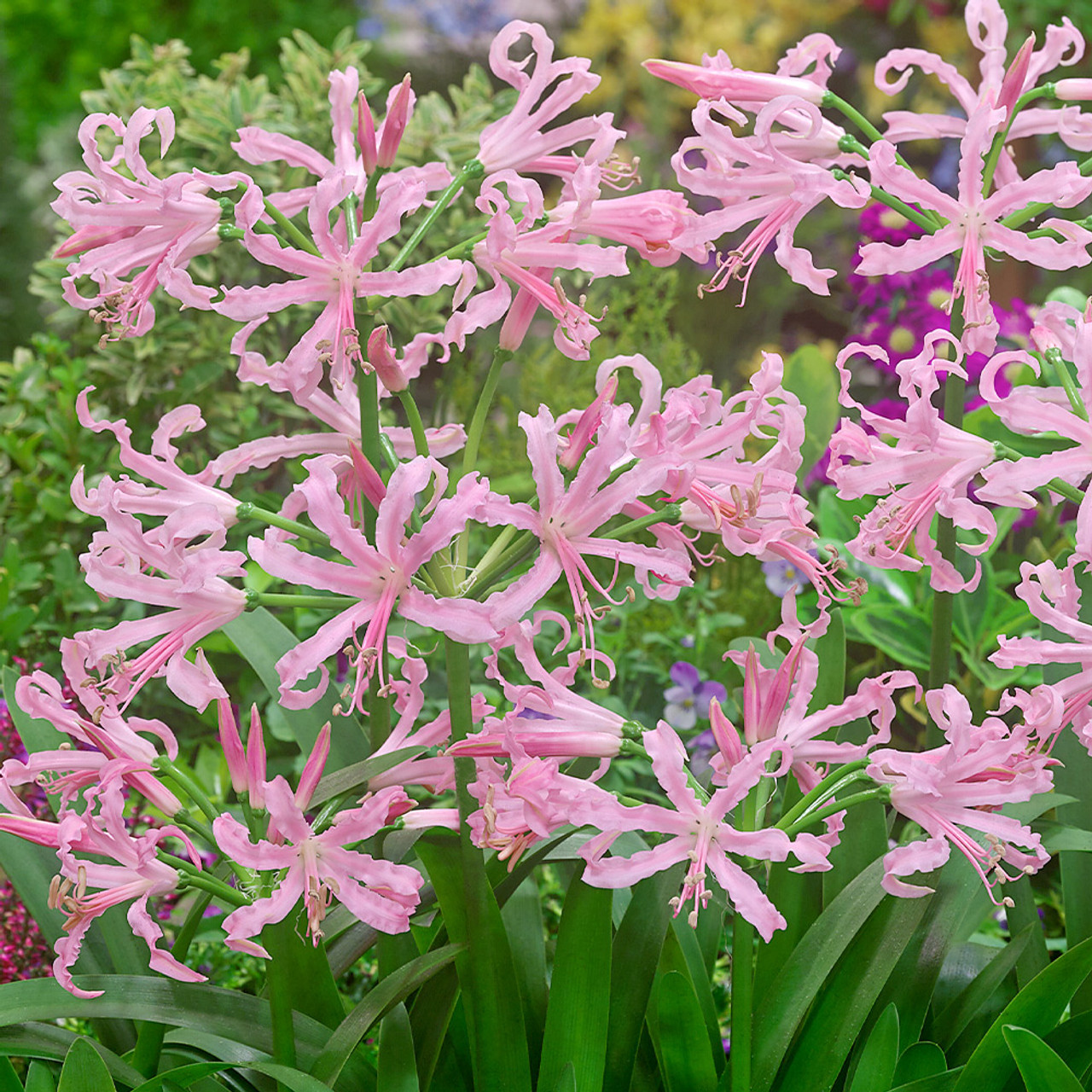 Nerine, Spider Lily Nikita